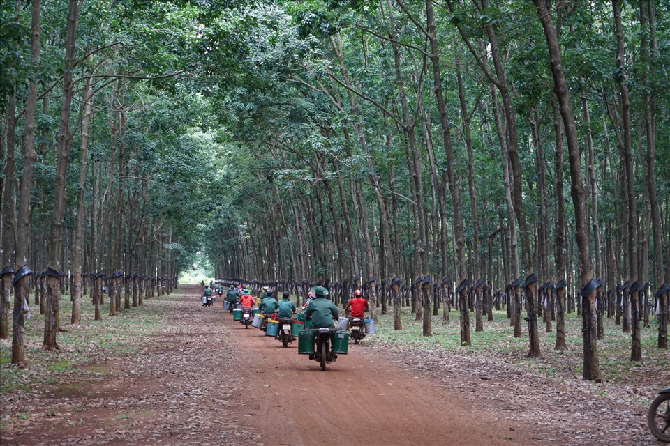 Rubber Plantation