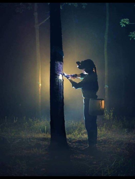 Khai thác mủ cao su