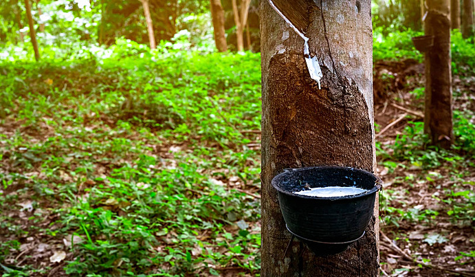 Rubber Tapping Worker